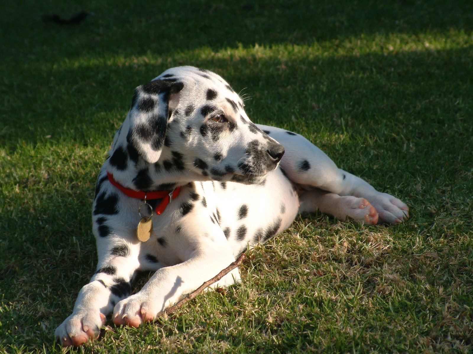 dalmation-called-domino-1497782