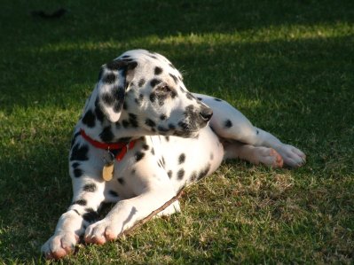 dalmation-called-domino-1497782